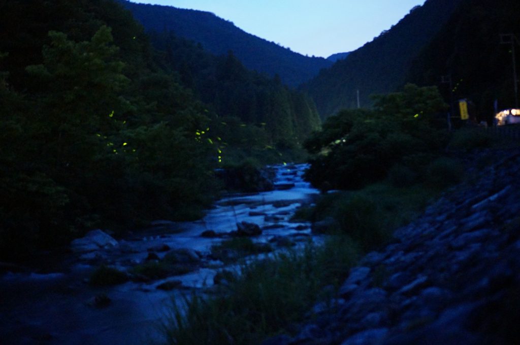 おおい町名田庄 ほたる狩り 里山の夕べ 開催中止について おおい町観光協会